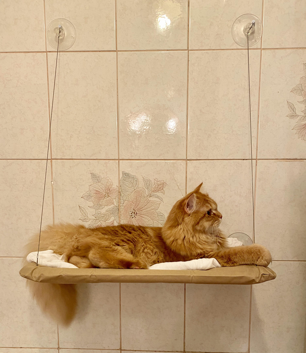 Solved my daily problem Shes now got front row seat to the show Fixed a window perch in the bathroom