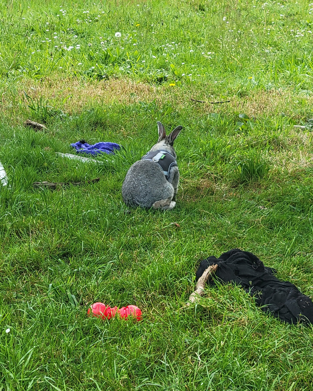 Some bunny isnt talking to me right now 