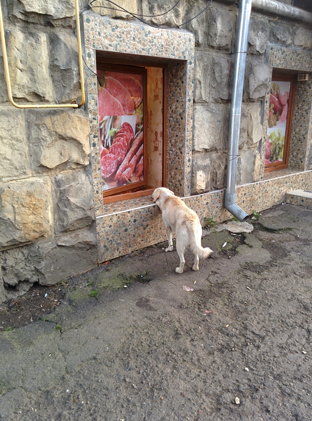 Some dogs are dreamers
