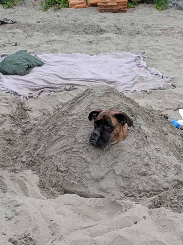Some dogs just love the beach