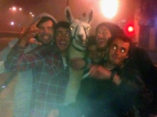 Some drunk French stole a llama from a circus and spent the night with him in town Even took the tramway