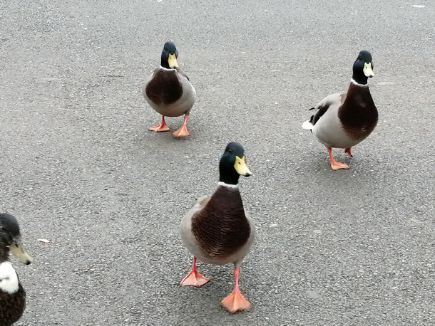 Some Ducks are releasing new album art for their upcoming track