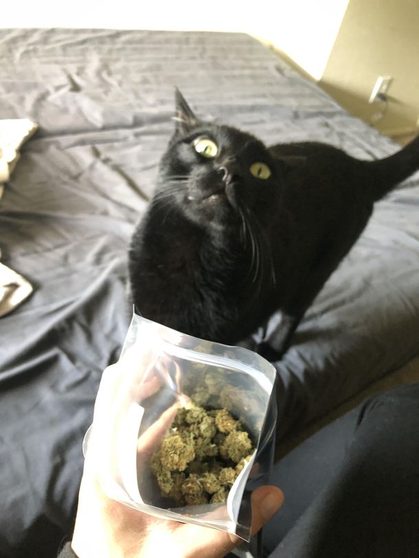 Some high quality catnip