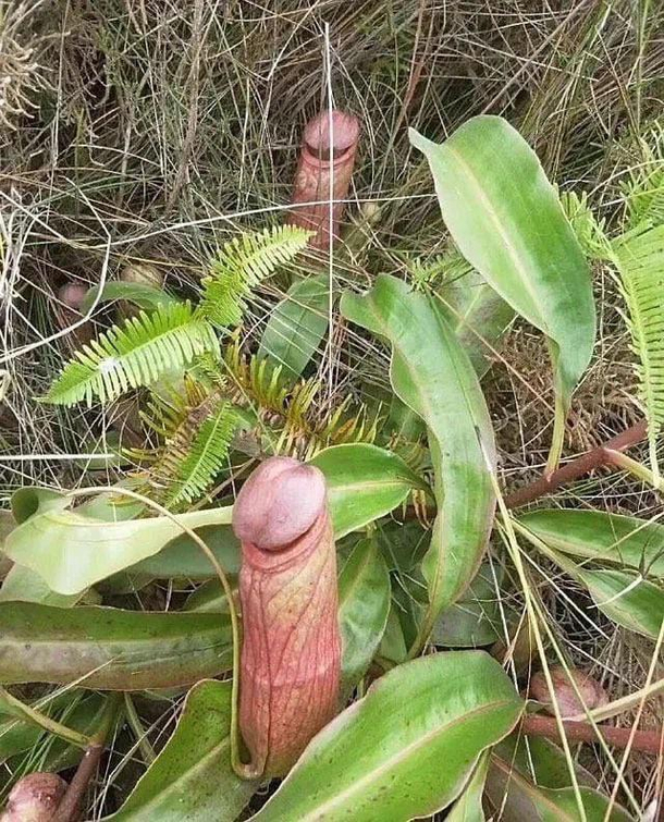 Some plants you cant unsee