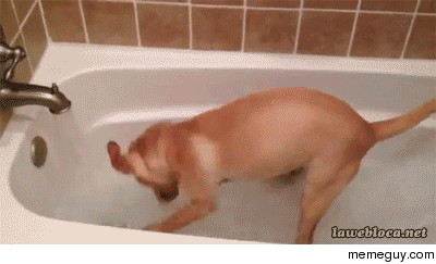 Some puppiess really dont like to take a bath And thentheres this