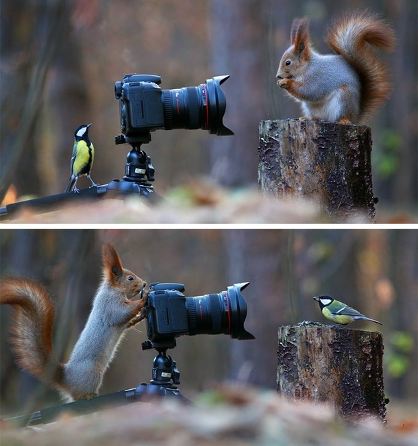 Some Russian photographer captures the cutest squirrel photo session ever