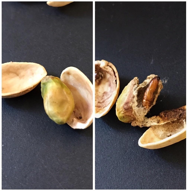 Some sort of cocooned creature in my pistachio