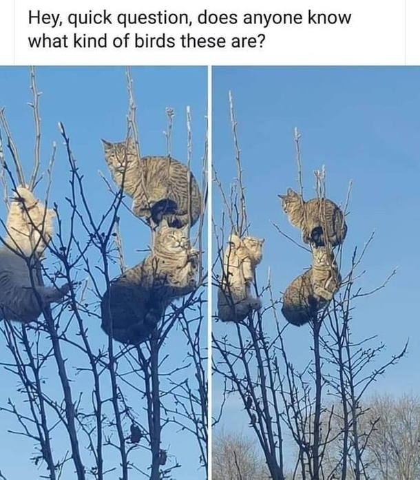 some sort of eagle