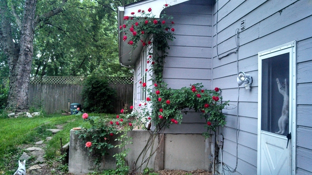 Some  year old roses 