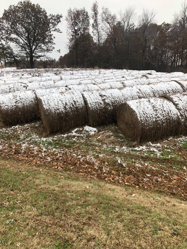 Somebody call Kelloggs please and tell them the Frosted Mini Wheat harvest is ready