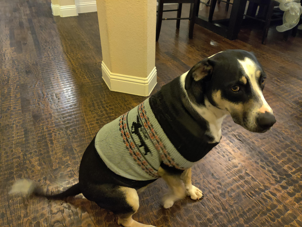Somebody gained the   and now the reindeer on her festive sweater look like mythical dachshunds