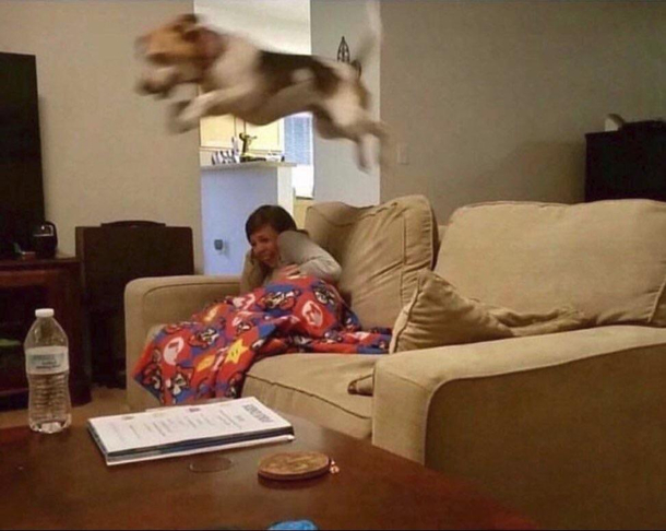 somebody knocks on the door my dog