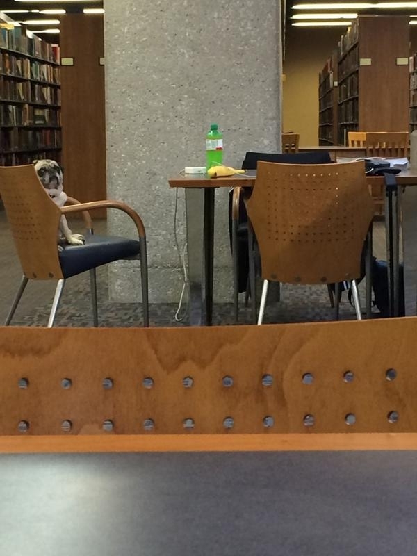 Somebody left their dog in the library I feel like it wants me to come pet it or something