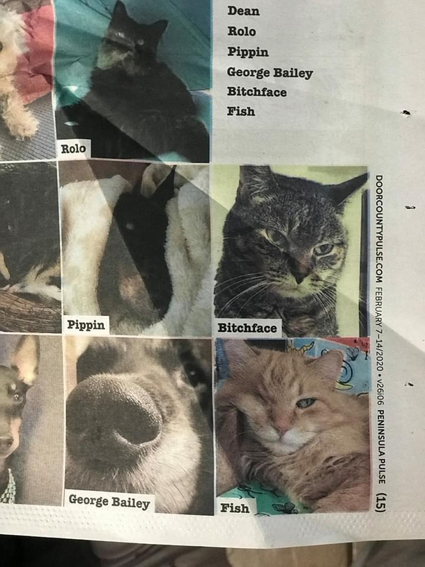 Somebody out there knows how to name a cat