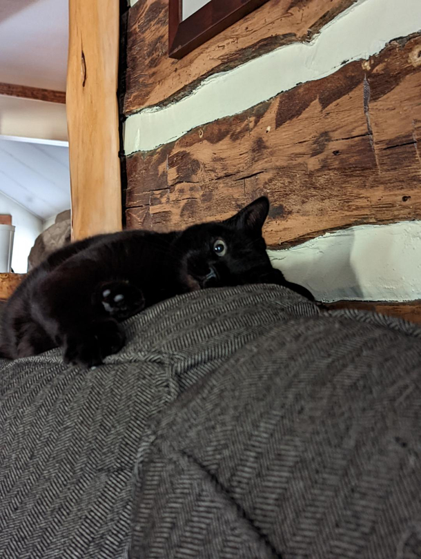 Somebody stop the couch The catnips kicking in