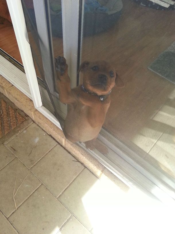 Somehow my puppy got stuck between the sliding door and the flyscreen