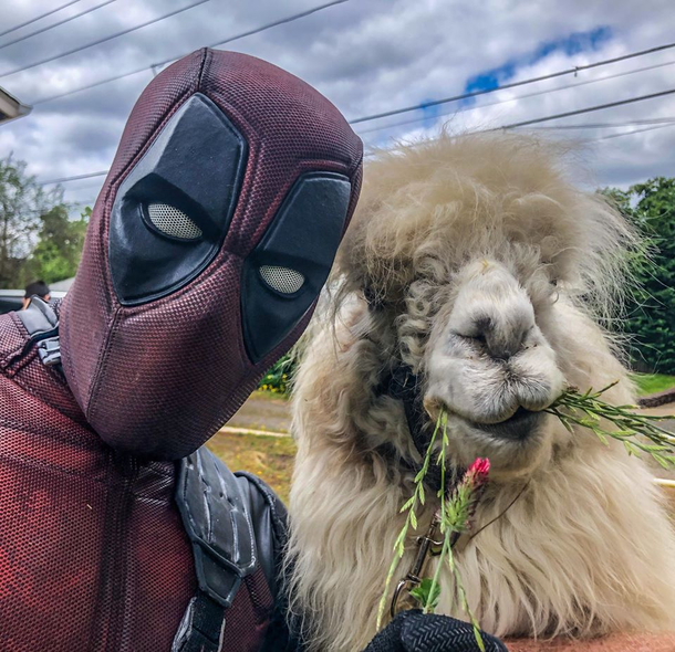 Someone dressed as deadpool for a photo shoot with Caesar the no drama llama