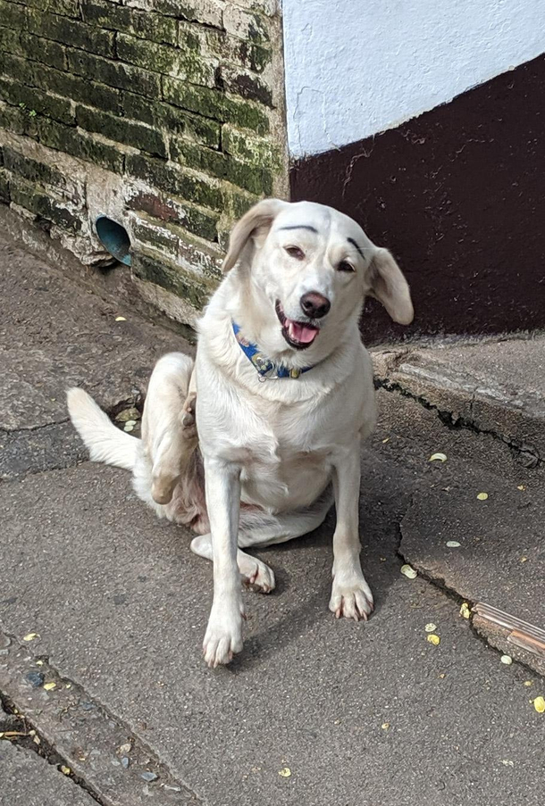 Someone drew eyebrows on this dog