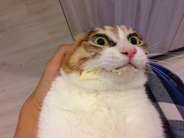 Someone got ahold of the eggnog