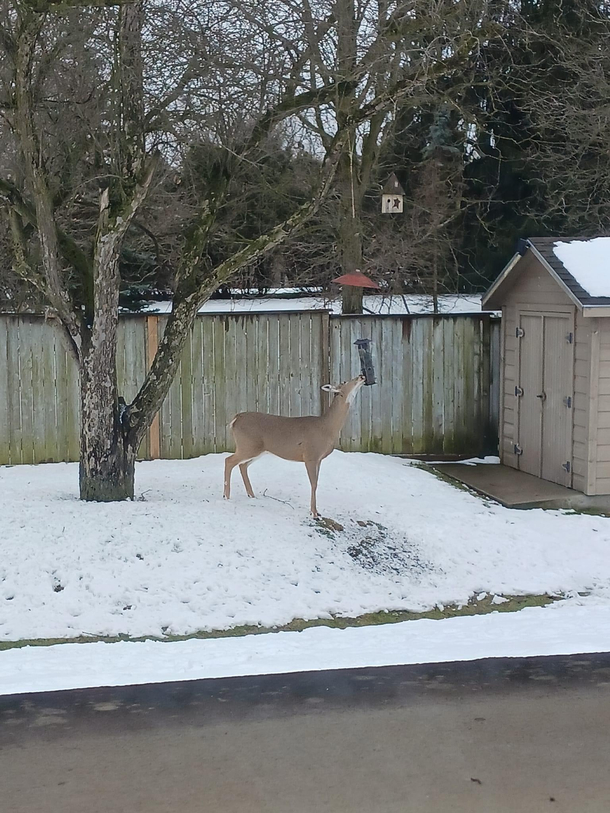 Someone help me out What kind of bird is this