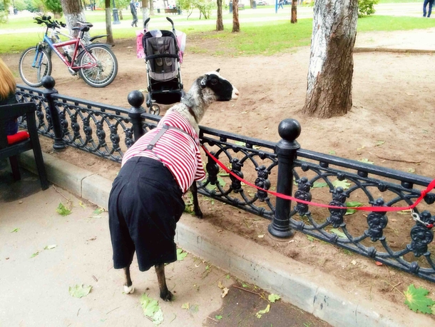 someone just casually left their sheep outside a restaurant