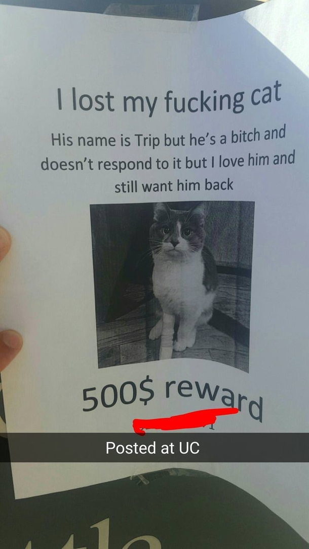Someone lost their cat on campus
