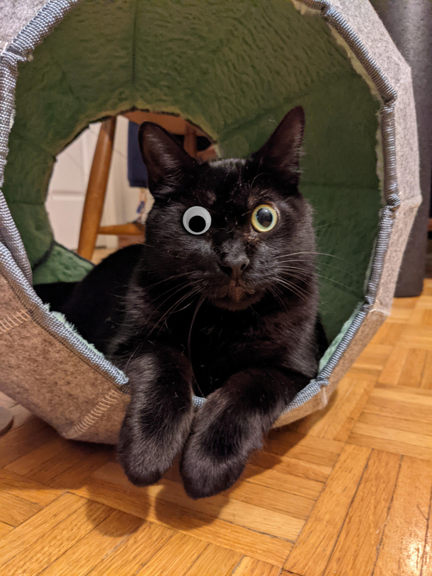 Someone photoshopped a googley eye on my one-eyed boy Finn I cant stop laughing