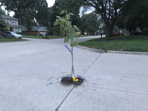 Someone planted a weed in this pothole because the city refused to fix it
