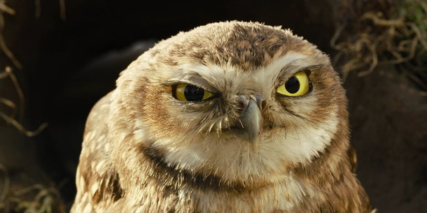Someone posted angry owl face on Netflix so here you go angry owl face