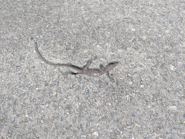 Someone posted their untoad story earlier so I thought I would share anole one