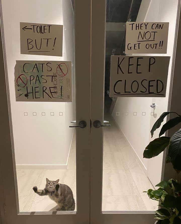 Someone really doesnt want this cat to get out