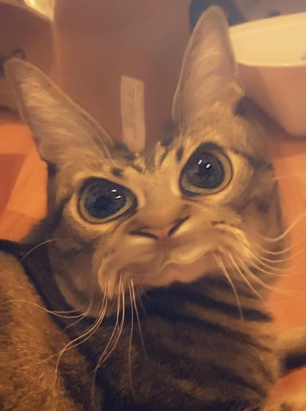 Someone said filters work on cats I regret my experiment