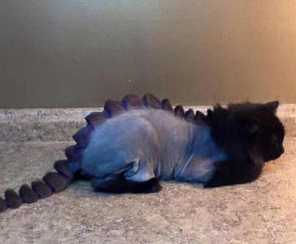 Someone shaved their cat like a dinosaur Dope or Nope