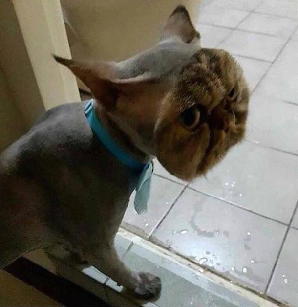 Someone shaved this whole cat except the face