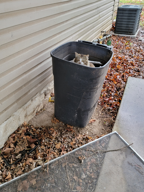 Someone threw away a perfectly good cat