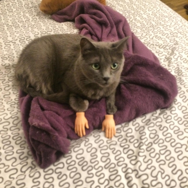 Someone told me I should share this picture of my cat