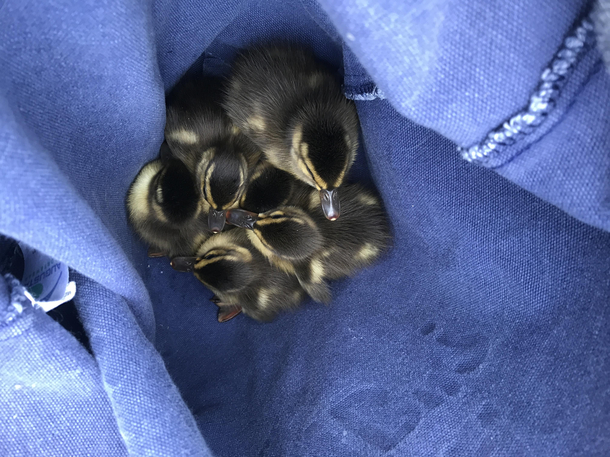 Someone told me to Eat a bag of ducks and it reminded me of the time I rescued a bunch of baby ducks from freezing to death