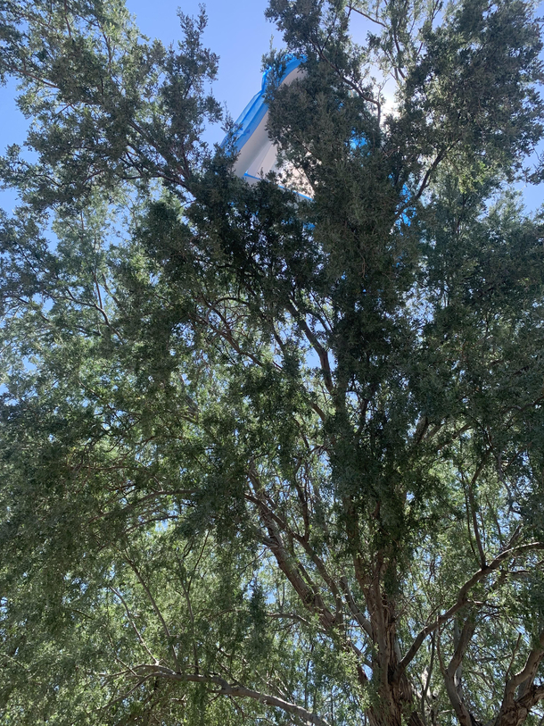 Someones inflatable pool somehow got stuck on top of the tree in front of my house today