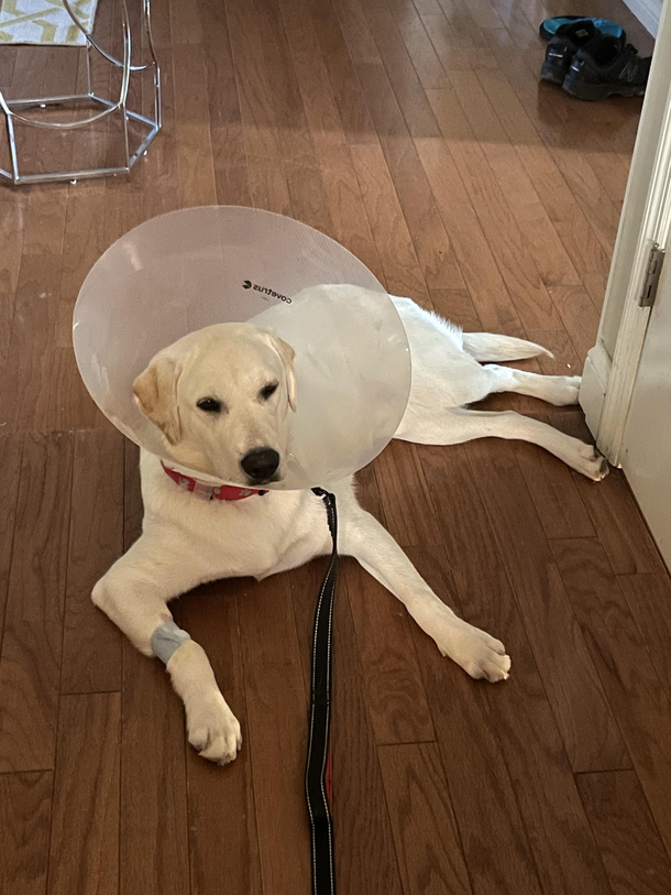 Someones not happy about getting neuteredhe has to wear the cone of shame for  weeks