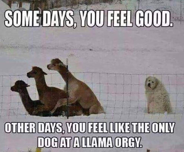 Sometimes I DO feel like the only dog at a llama orgie 