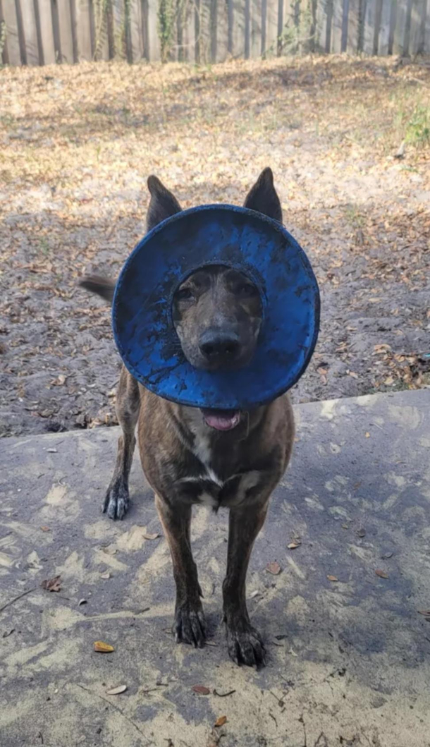 Sometimes I wish I could take a peek into my dogs brain