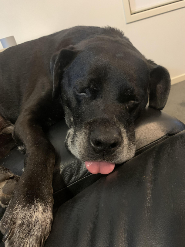 Sometimes my best friend sleeps with his tongue out