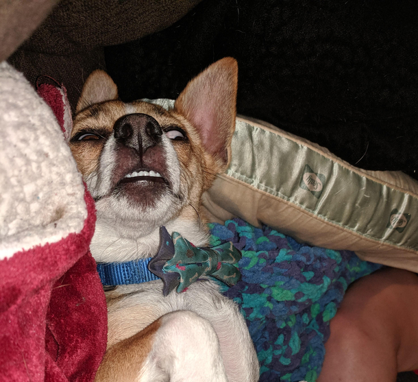 Sometimes my dog sleeps with his eyes open and its magic