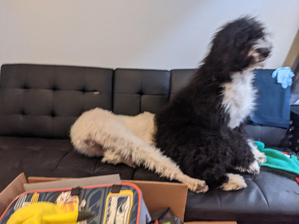 Sometimes our poodle becomes very serious and prissy and acts better than everyone Our big happy burnese mix sits on her head when she does this