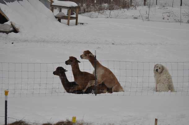 Sometimes you just feel like a dog at a llama orgy