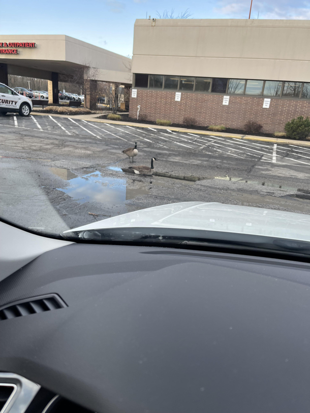 Sometimes you just need a restin the middle of the parking lotin a puddle 