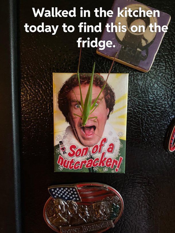Son of a Nutcracker