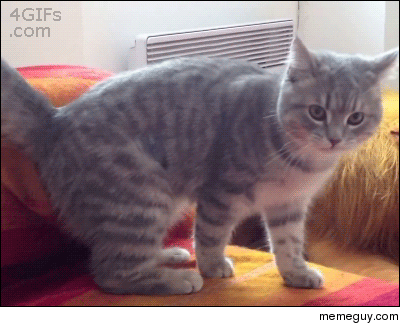 Sonic the Cat
