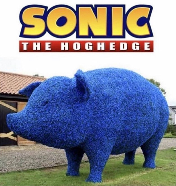 sonic the hoghedge