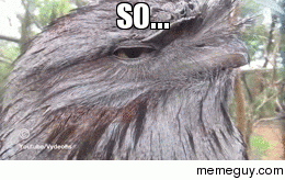 Soo  I just got a new favorite gif